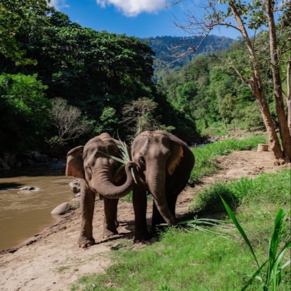 Elephant Sanctuary Group Tour