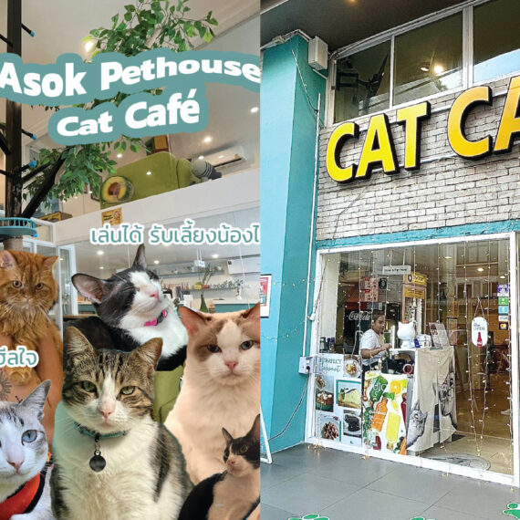 Asok Pethouse - Adoptable Cat Café